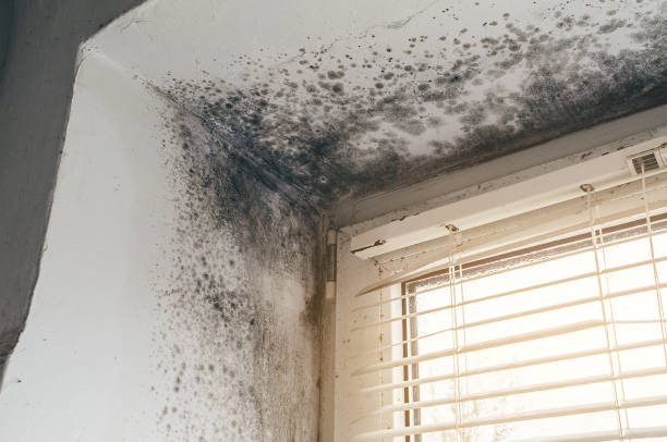 Trusted Mold Inspection service in Cedar Springs, MI - Cheap Mold Removal