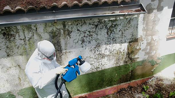 Trusted Mold Removal service in Cedar Springs, MI - Cheap Mold Removal